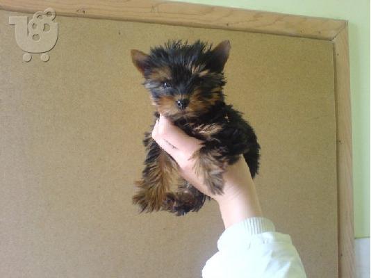 PoulaTo: YIORKSHIRE TERRIER